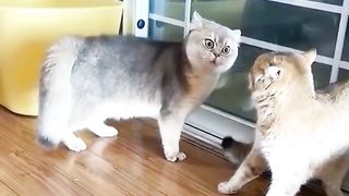 Funnycat#fyp