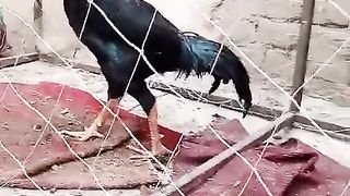 Black color is beautiful