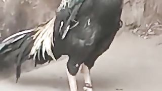 Not ful black