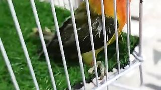 Zulim na karain ll provide more space for birds