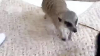 YOU WONT BELIEVE THESE ANIMAL CAFES IN SOUTH KOREA ????????