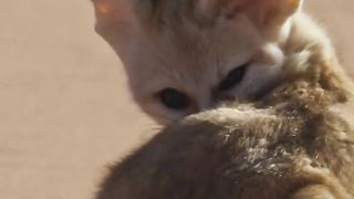 Why the big ears？ ????????｜ Dogs in the Wild ｜ BBC Earth