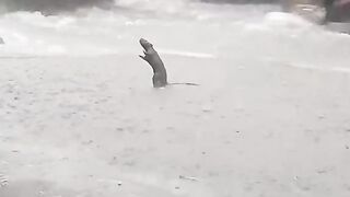A little rat was enjoying on rain