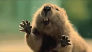 A beaver saved a man from death
