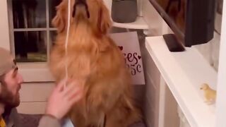 My dog did NOT like this balloon ???? #dog #goldenretriever