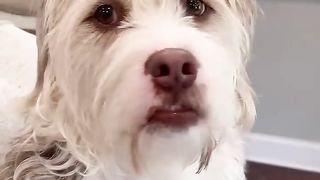 My dogs destroyed my truck! #dog #goldenretriever