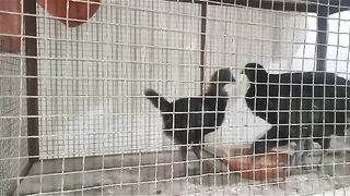 The hens in the cage