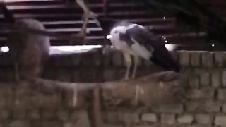 The birds ll beautiful chicken ll beautiful birds