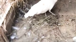 The white peacock