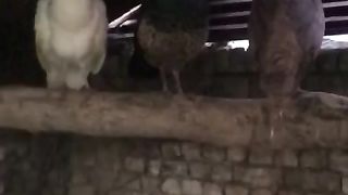 The birds pearched