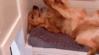 What makes my dog Teddy？ #dog #goldenretriever #shorts