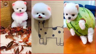 Funny and Cute Pomeranian - Pomeranian Dog ???? {[2}] FUNNY VIDEOS