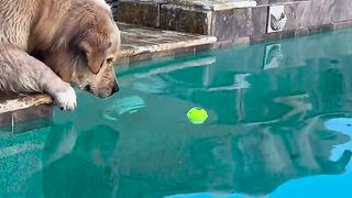 Dogs playing
