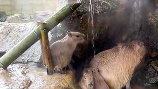 Rats Shower
