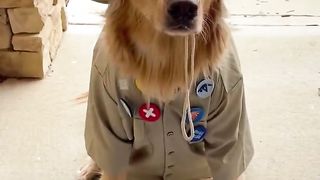 We recreated this iconic movie scene! #dog #goldenretriever
