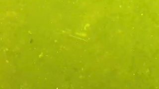 Found Gun Underwater in the River! (Scuba Diving)