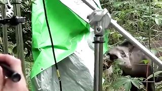 Intruder alert ???? #PlanetEarth3 #Tapir