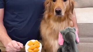 My dog picks his favorite toy! Teddys toy tournament begins. #dog #goldenretriever
