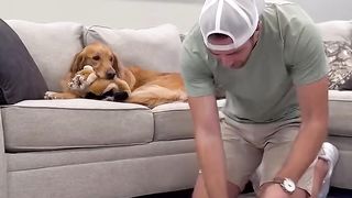 The craziest things dog parents do! #dog #goldenretriever