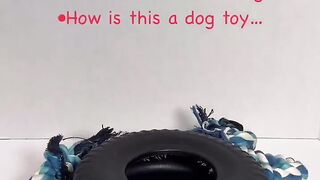 Which toy do you think is his favorite？ #dog #goldenretriever