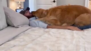 Golden Retrievers are a HANDFUL ????. #dog #goldenretriever
