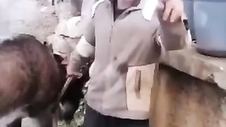 The animals in