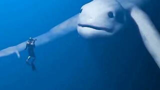 water monster
