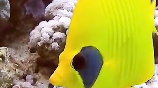 Fish ????????????