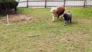 FUNNY CUTE