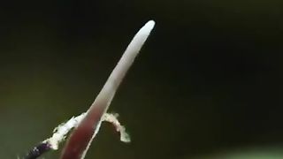 Ant or Zombie？