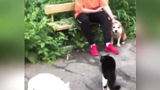Коты против сабаки