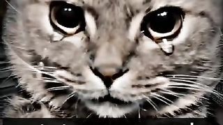 Le chat mort