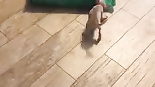 ???? Домашние вредители- ???? Смешное видео с собаками- кошками и котятами-