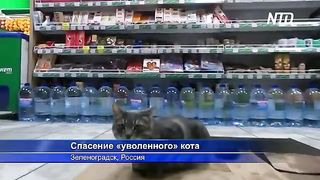 Кота Сергея- «уволенного» из магазина в Зеленоградске- возьмут на другую работу.