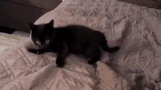 Cats & dogs created to give positivity