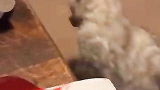 ???? Бум- Пора веселиться- ???? Смешное видео с котами и котятами