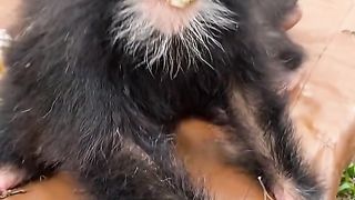 Funny Monkey Viral Video