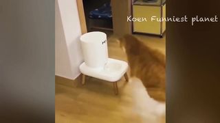 New Funny Animals ???? Funniest Dogs And Cats Videos