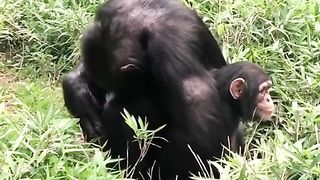 Funny Monkey Viral Video