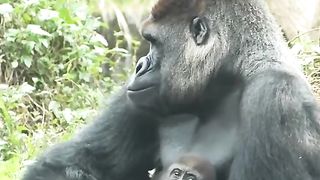 Funny Monkey Viral Video