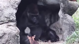Funny Monkey Viral Video