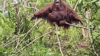 Funny Monkey Viral Video