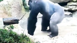 Funny Monkey Viral Video