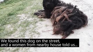 YOU WON'T BELIEVE how this DOG looks after shaving all these dreadlocks