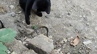 Kucing hitam serang ular