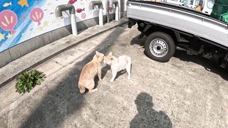 cats fighting