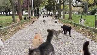 The most loyal friends in the world who will always make you happy are Istanbul Stray Cats