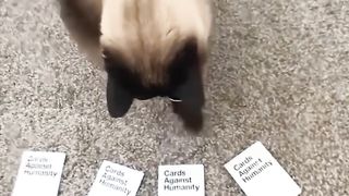 Genius Cat