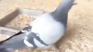 The pigeon