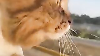 Кто тут котиков не любит